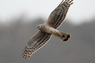 Hen Harrier