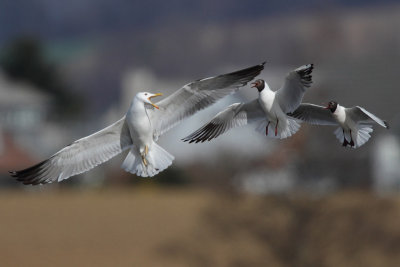 Black-headed gull