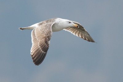 Great black-backed gull