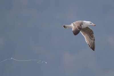 Great black-backed gull