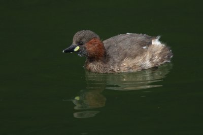 Little grebe