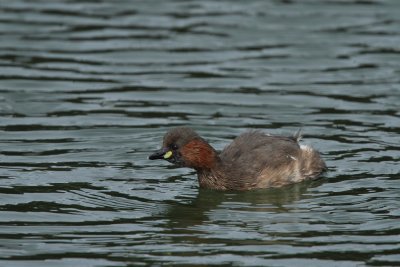 Little grebe, mating plumage