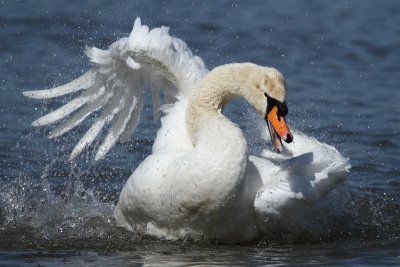 Mute Swan - Bathing