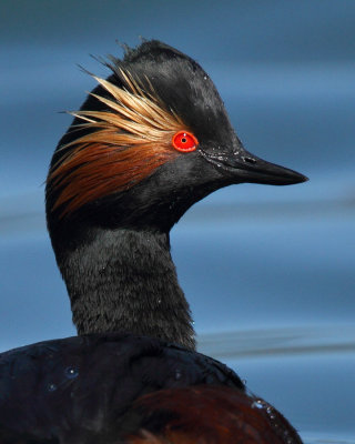 Black-necked Grebe, mating plumage