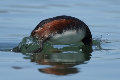 Black-necked Grebe, mating plumage