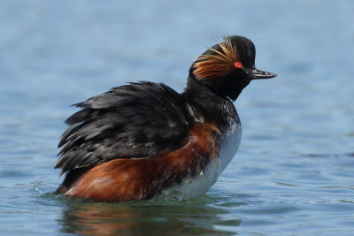 Black-necked Grebe, mating plumage