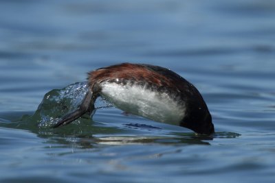 Black-necked Grebe, mating plumage