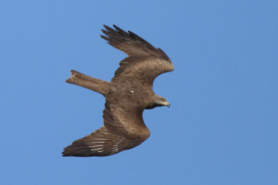Black Kite - In Flight