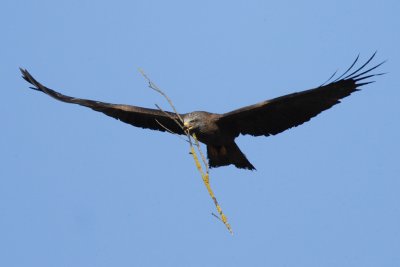 Black Kite - Mating & Nesting