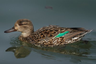 Teal, female