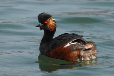 Black-necked Grebe, mating plumage