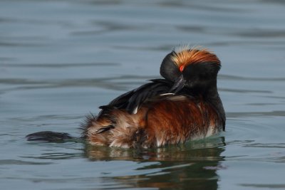 Black-necked Grebe, mating plumage