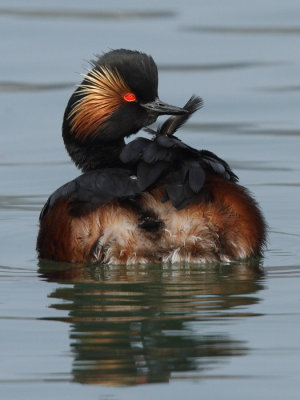 Black-necked Grebe, mating plumage