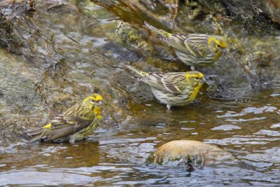 European Serin