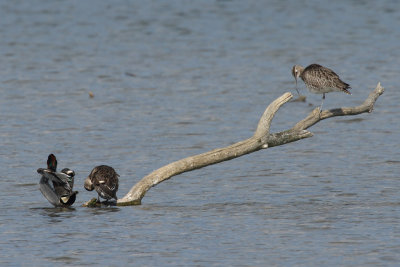 Whimbrel