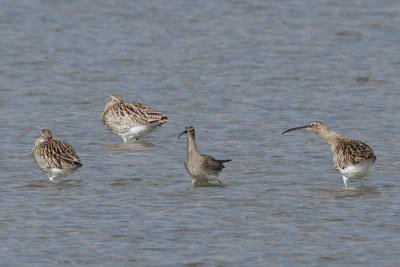 Whimbrel among curlew