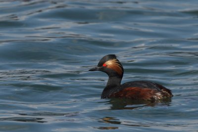 Black-necked Grebe, mating plumage