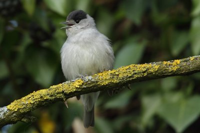 Blackcap, male