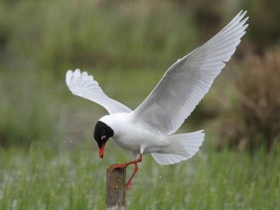 Mediterranean gull