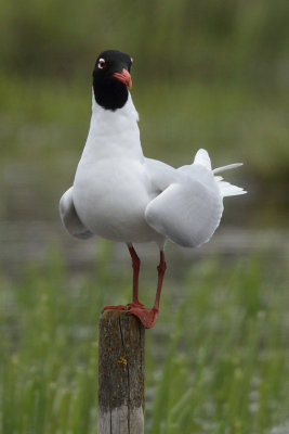 g4/93/522693/3/135669950.NWq0gfxh.jpg