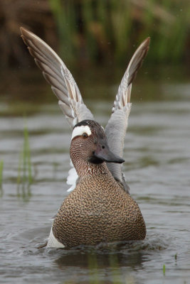 Garganey, male