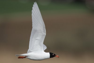 Mediterranean gull