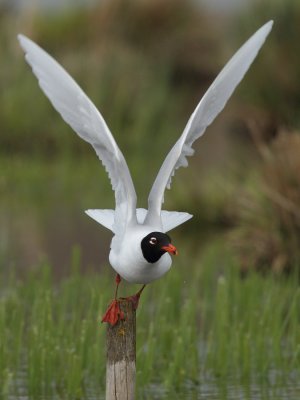 Mediterranean gull