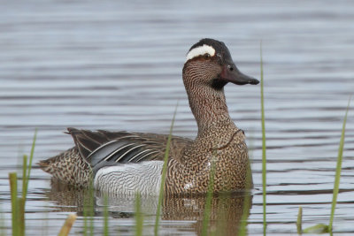 Garganey, male