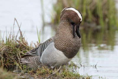 Garganey, male
