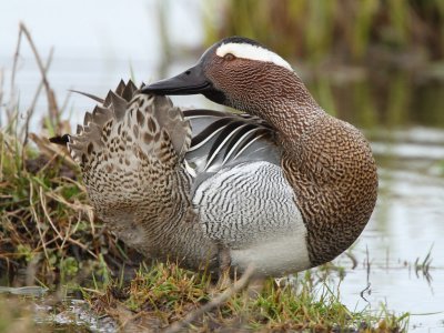 Garganey, male