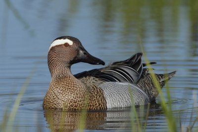 Garganey, male