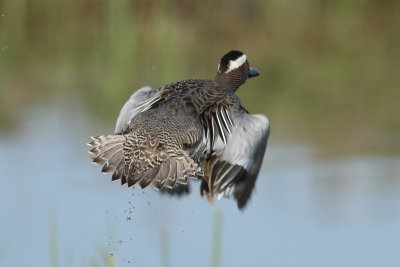 Garganey, male