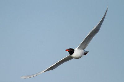 Mediterranean gull