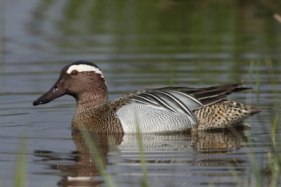 Garganey, male