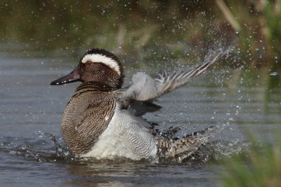 Garganey, male