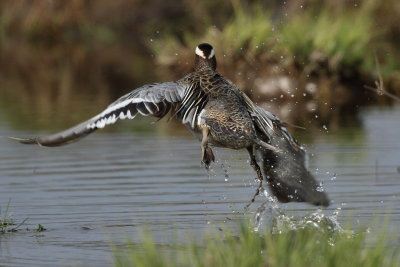 Garganey, male