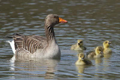 Greylag Goose - Young