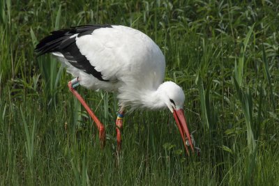 White Stork - Feeding
