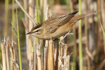 Sedge Warbler