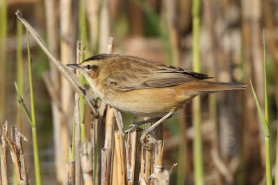 Sedge Warbler