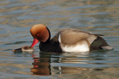 Red-crested Pochard - Mating & Young