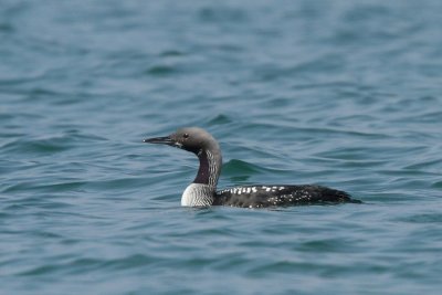 Black-throated Loon