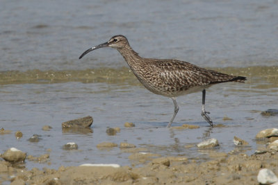 Whimbrel