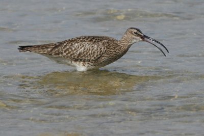 Whimbrel