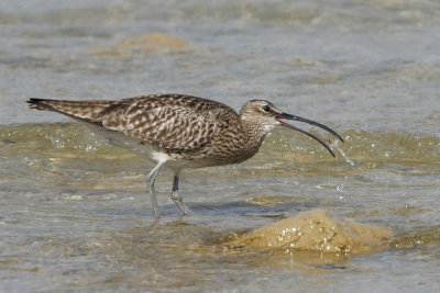 Whimbrel