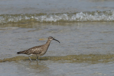 Whimbrel