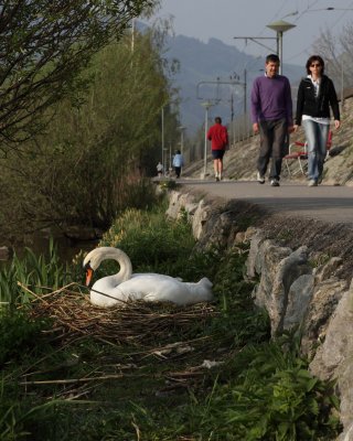 Mute Swan