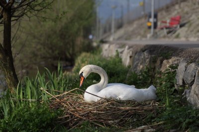 Mute Swan