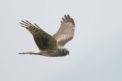 Hen Harrier, female