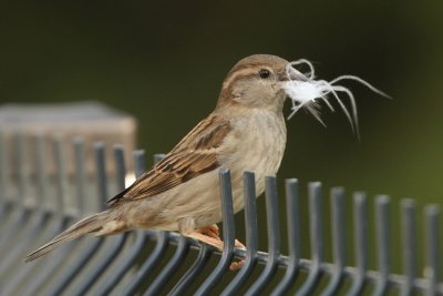 House Sparrow, female